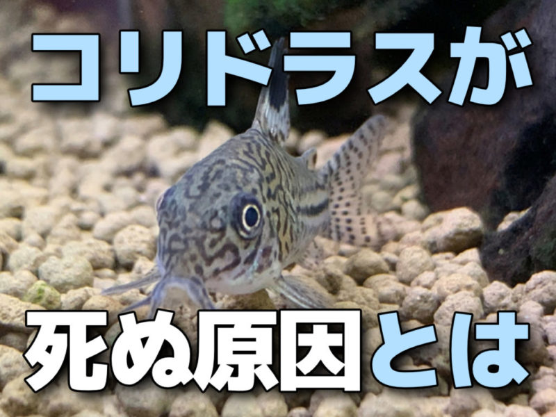 コリドラスが死ぬ原因とはの文字とコリドラスの仲間