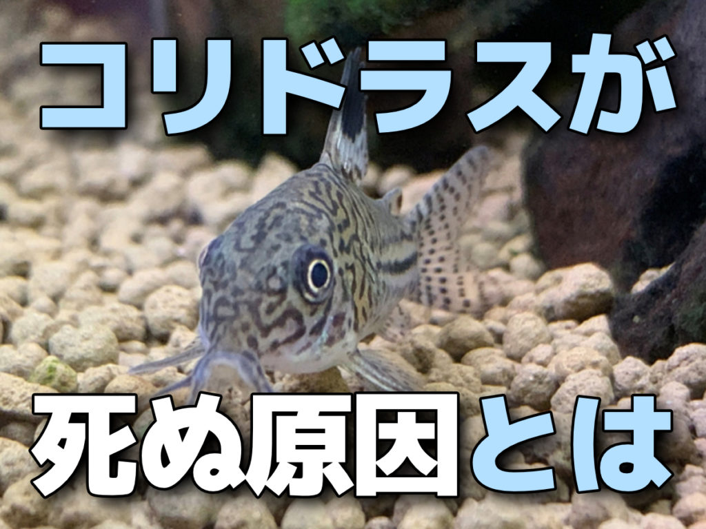 コリドラスが死ぬ原因とは!餓死・水質・病気・寄生虫・水温について解説のサムネイル画像