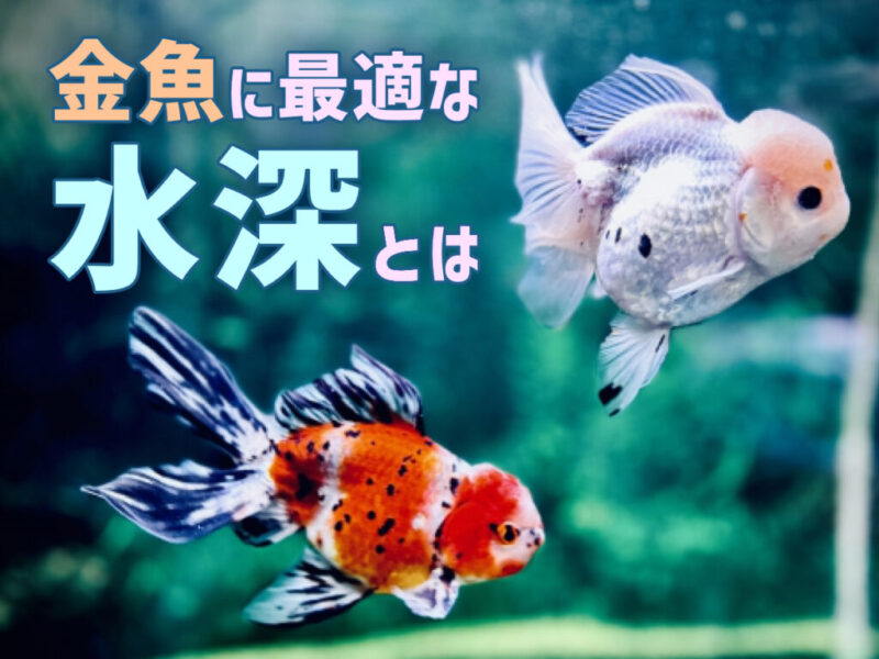 金魚に最適な水深は何センチ?水深が苦手な品種や浅い水槽のメリット