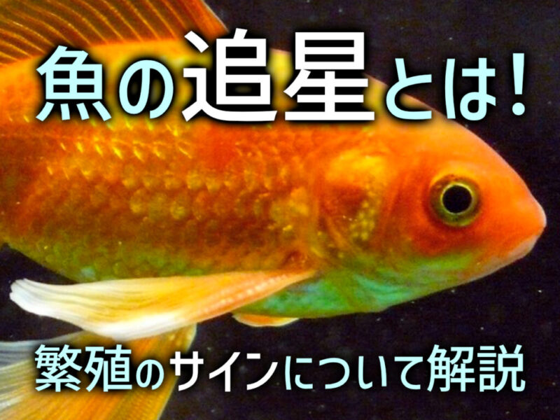 魚の追星とは!金魚やコイ、川魚の成熟・繁殖のサインと対処法も解説!