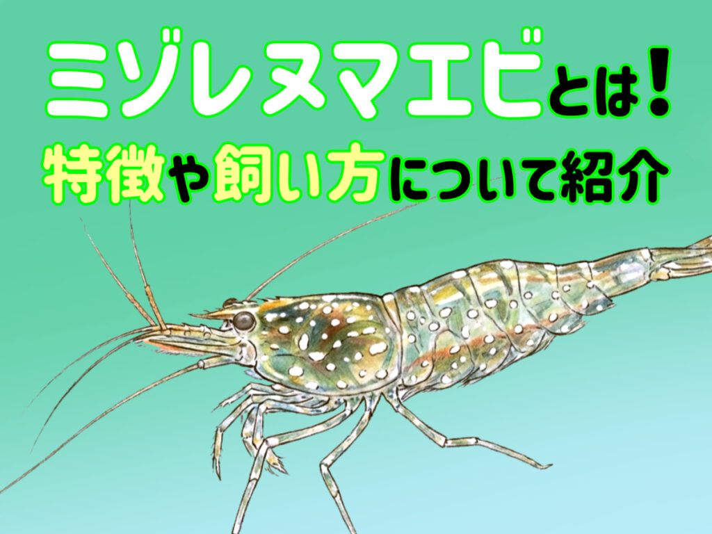 ミゾレヌマエビとは！特徴から飼い方・ミナミヌマエビとの違いも解説