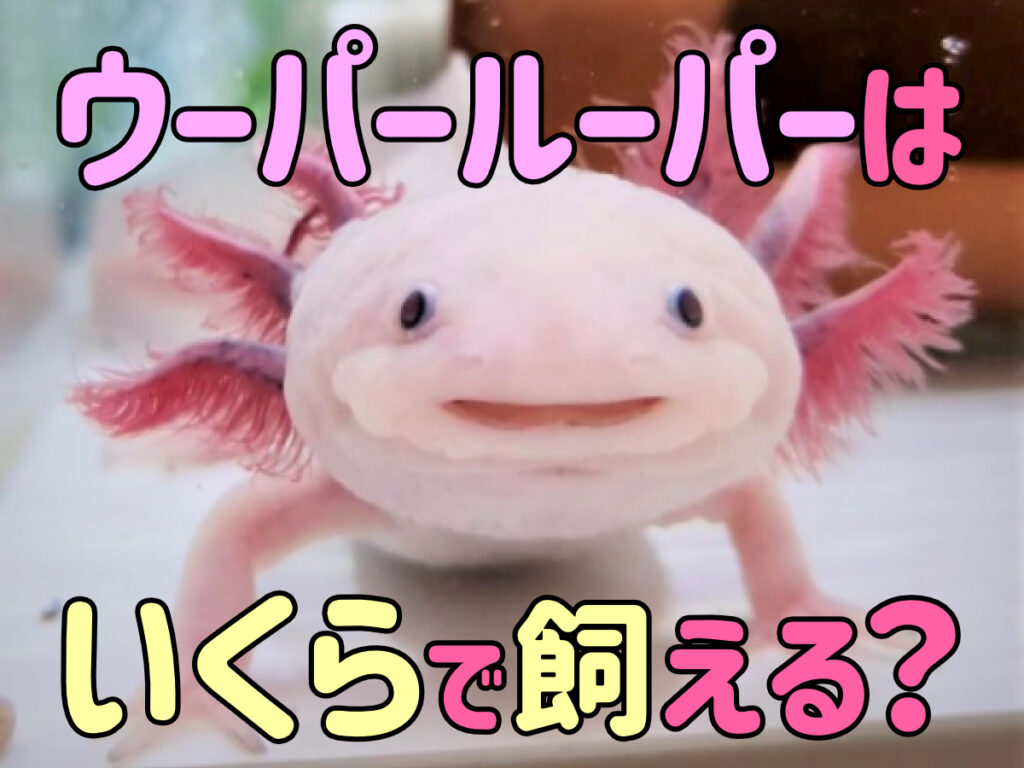 ウーパールーパーはいくらで飼える?初期費用から購入場所まで紹介!のサムネイル画像