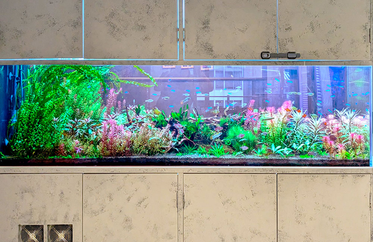 水草が茂る大型水槽を泳ぐネオンテトラの仲間と小型熱帯魚