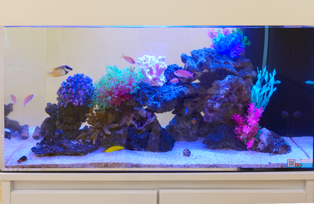 サンゴ模型と海水魚が泳ぐ海水魚水槽のレイアウト