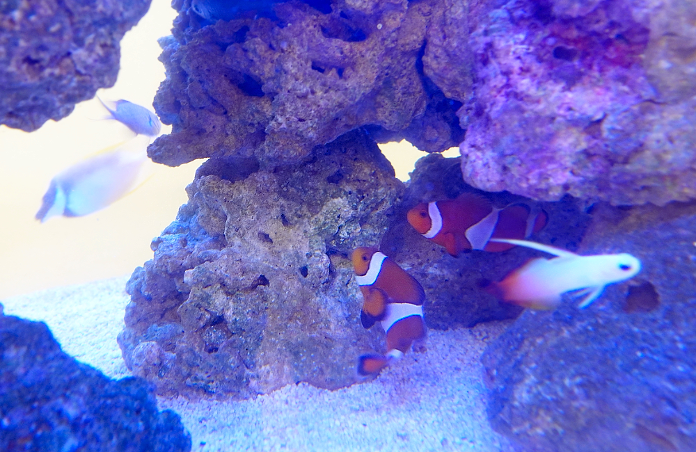 ライブロックの隙間を泳ぐクマノミと海水魚の群れ