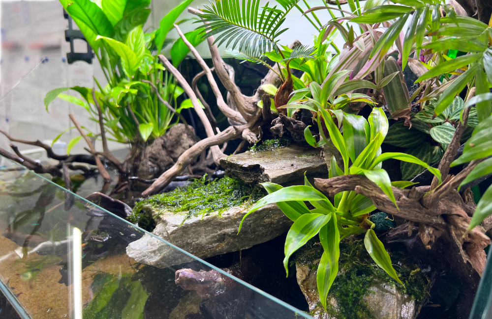 流木と石を組み上げたアクアテラリウムの水上植物群