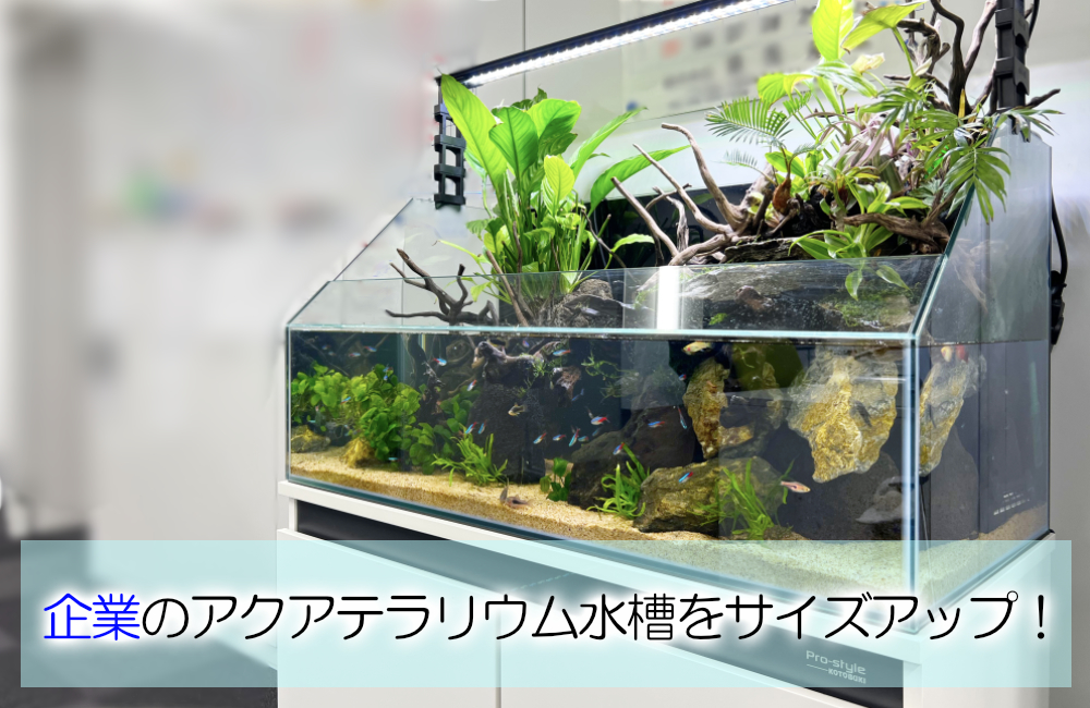 オフィスのアクアテラリウムをサイズアップ!90cm水槽に入れ替えましたのサムネイル画像