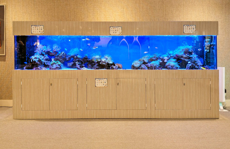 3.5mサンゴ水槽のその後!ホテルフローラ船橋様のリース水槽を管理! 水槽画像2