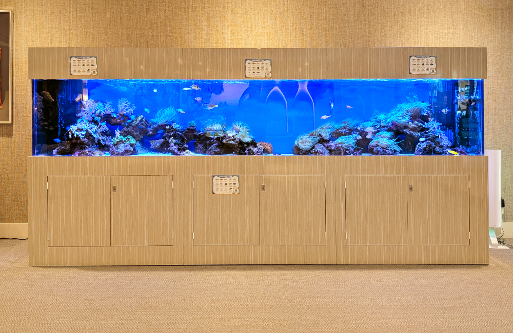 木目調の大型水槽台に設置された海水魚水槽の全景