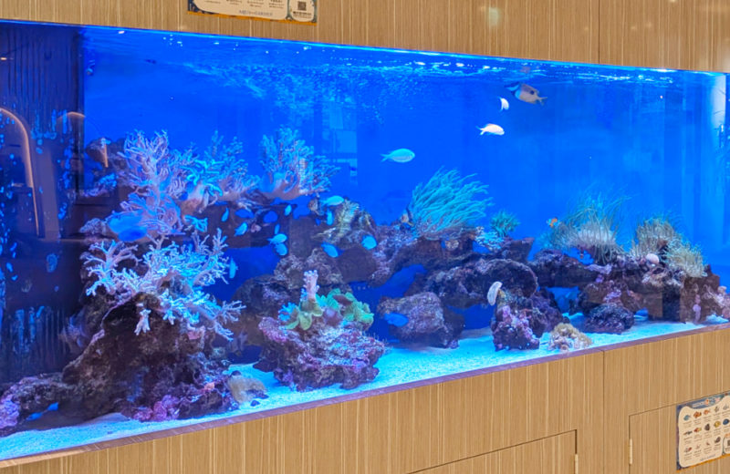 3.5mサンゴ水槽のその後!ホテルフローラ船橋様のリース水槽を管理! 水槽画像4