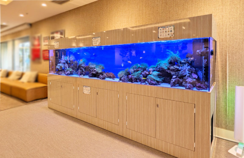 3.5mサンゴ水槽のその後!ホテルフローラ船橋様のリース水槽を管理! 水槽画像5