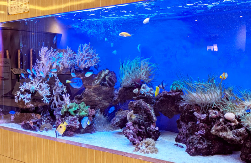 3.5mサンゴ水槽のその後!ホテルフローラ船橋様のリース水槽を管理! 水槽画像3