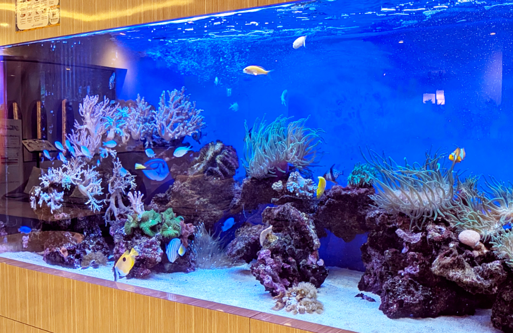サンゴと海水魚が泳ぐ大型の海水水槽