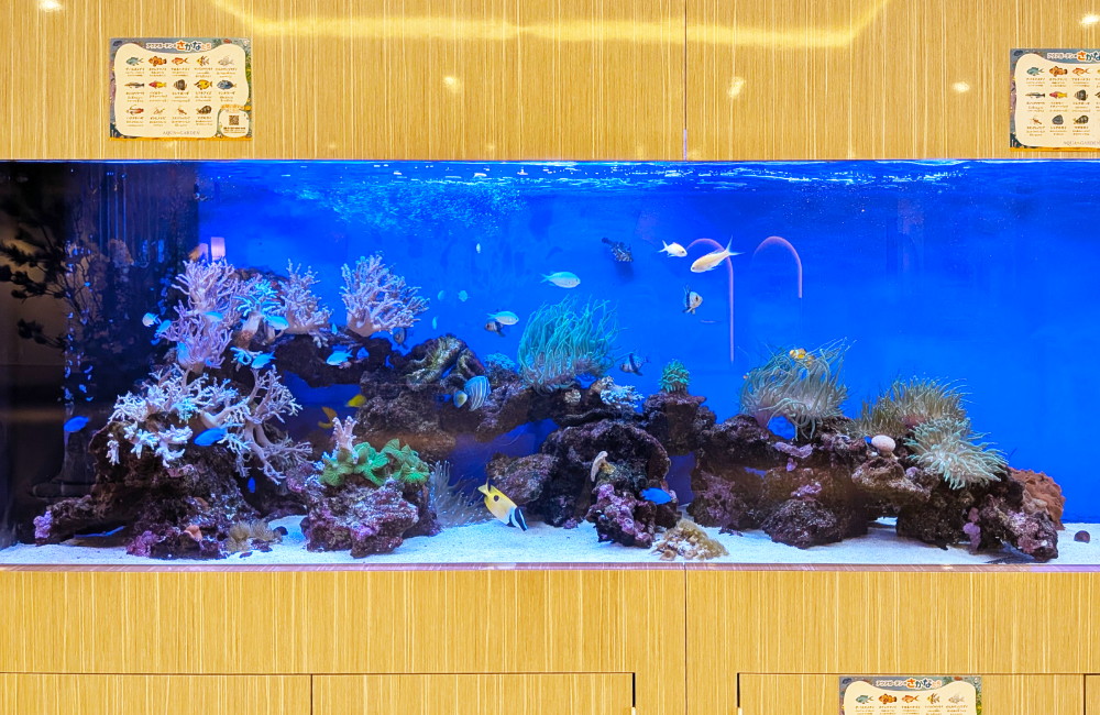 サンゴと海水魚が泳ぐ大型の埋め込み式海水水槽