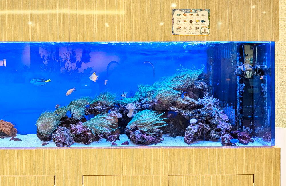 サンゴと海水魚が泳ぐ大型の埋め込み式海水水槽