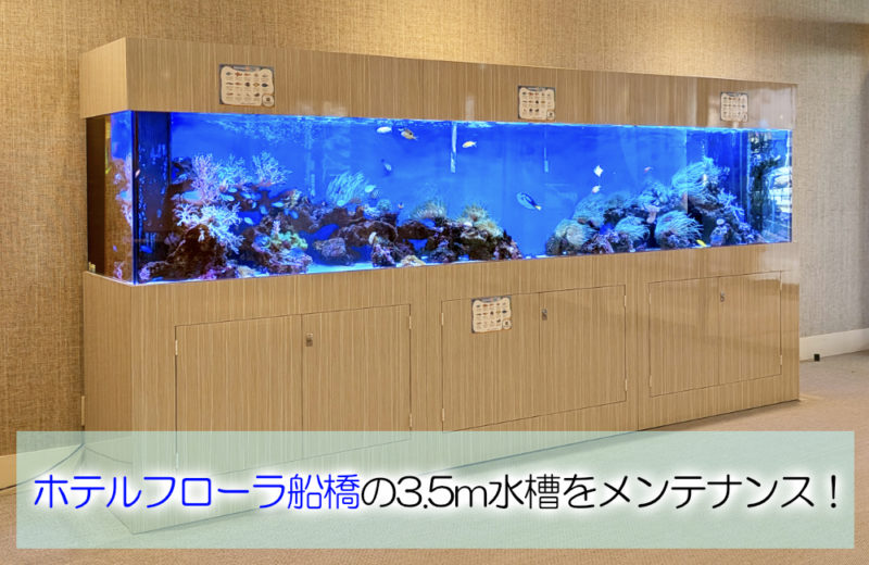 3.5mサンゴ水槽のその後!ホテルフローラ船橋様のリース水槽を管理! 水槽画像1