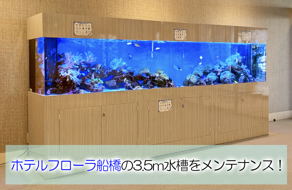 3.5ｍサンゴ水槽のその後！ホテルフローラ船橋様のリース水槽を管理！