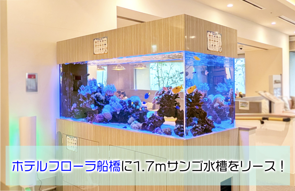 1.7ｍサンゴ水槽のその後！ホテルフローラ船橋様のリース水槽をメンテナンス メイン画像