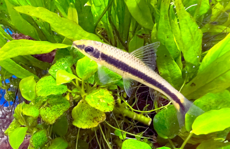 オアシス脳神経クリニックの水槽・その後の様子!45cm淡水魚水槽 水槽画像5