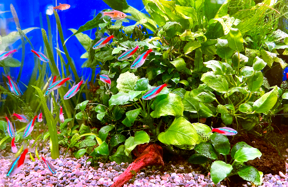 水草の茂る水槽内を泳ぐネオンテトラの仲間と小型熱帯魚