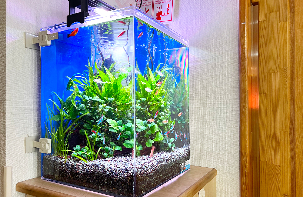 水草とネオンテトラの仲間が泳ぐ小型の熱帯魚水槽