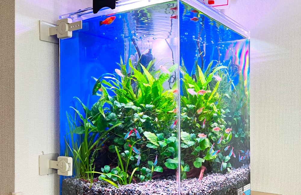 ネオンテトラの仲間と水草が泳ぐ青い背景の小型水槽
