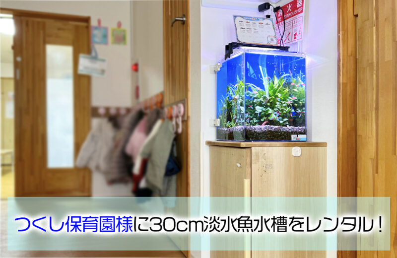 つくし保育園様の30cm小型淡水アクアリウム！水槽レンタルのその後 水槽画像１