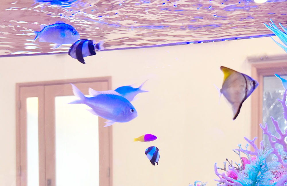 水槽内を泳ぐ青い海水魚とサンゴのオブジェ