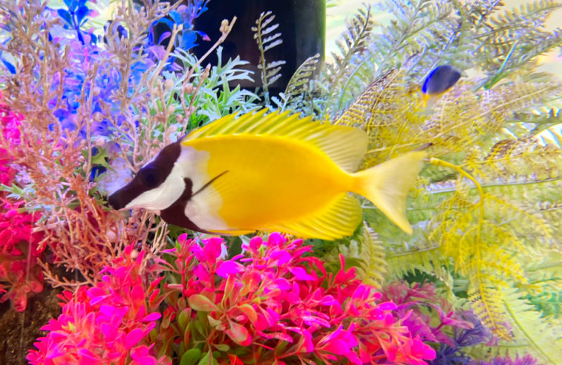 保育園様の円柱水槽！海水魚が泳ぐ耐震設計のアクアリウム・9年目の様子 水槽画像３