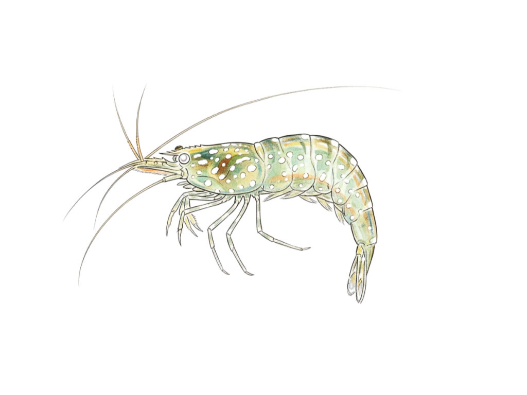 白い斑点模様がある淡水エビのイラスト画像
