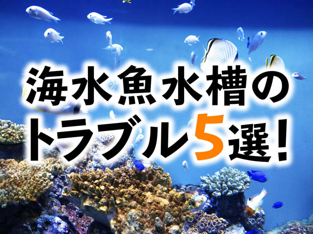 海水水槽のよくあるトラブル5選!レイアウト・病気・設備のお悩みを解説のサムネイル画像