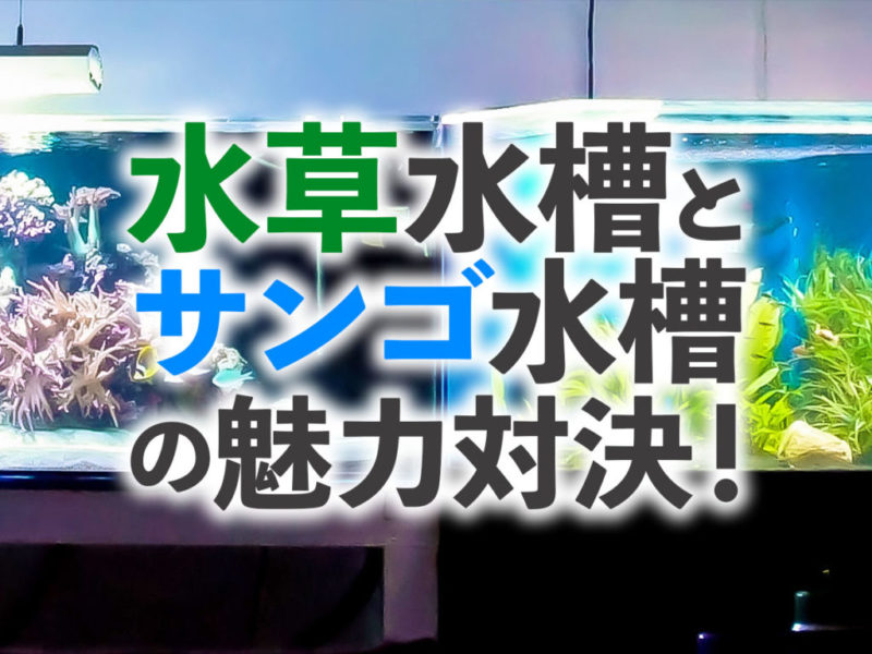 水草水槽とサンゴ水槽の魅力対決の文字入り見出し画像
