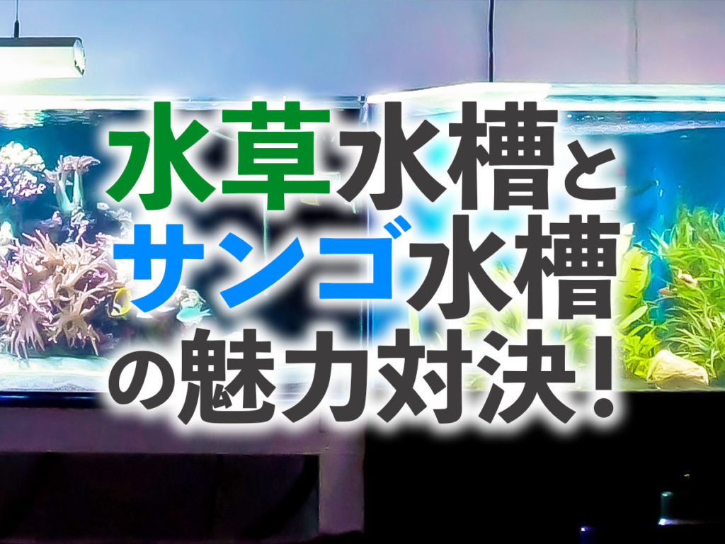 【本格水槽対決】水草水槽とサンゴ水槽!魅力をアクアリスト目線で解説!のサムネイル画像