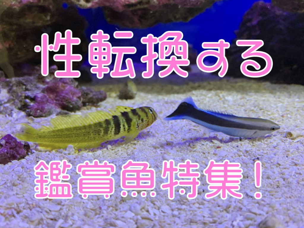 性転換する魚?!オス・メスが変化する観賞魚5種!飼育できる種類を紹介のサムネイル画像