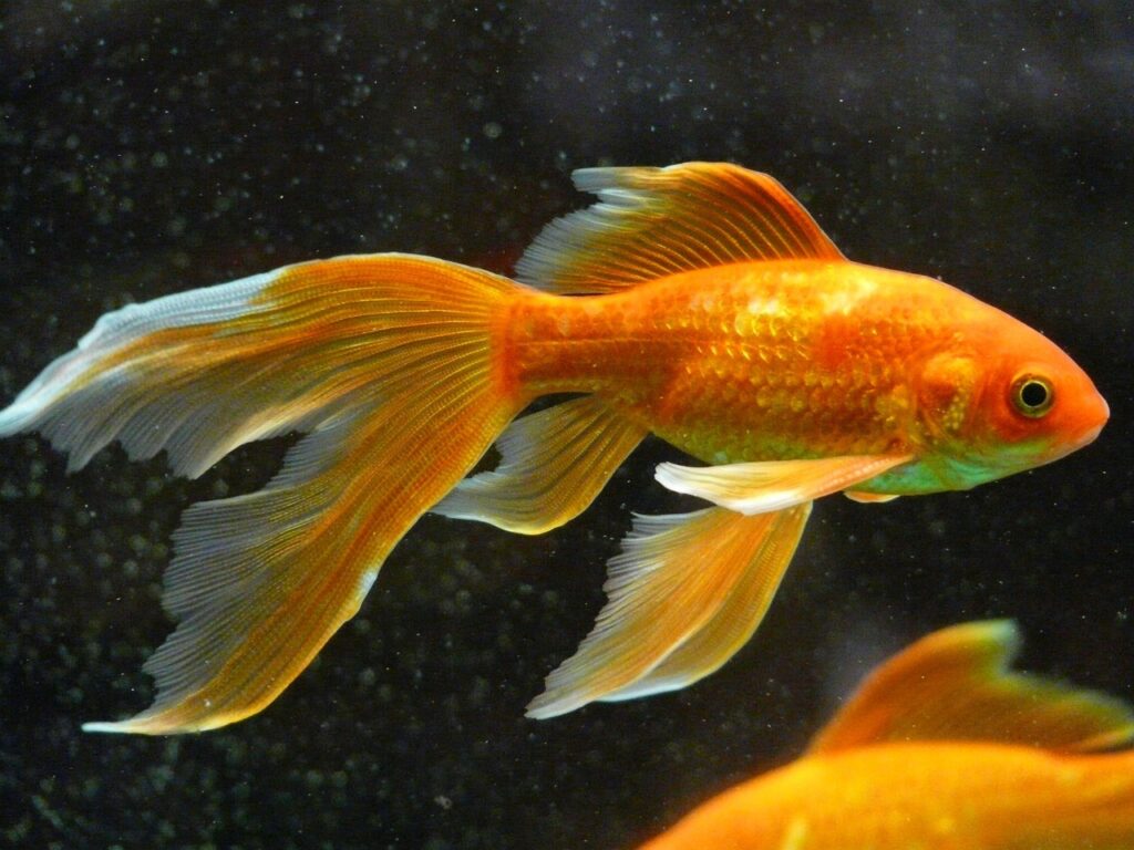 長いヒレを持つオレンジ色の金魚の横顔