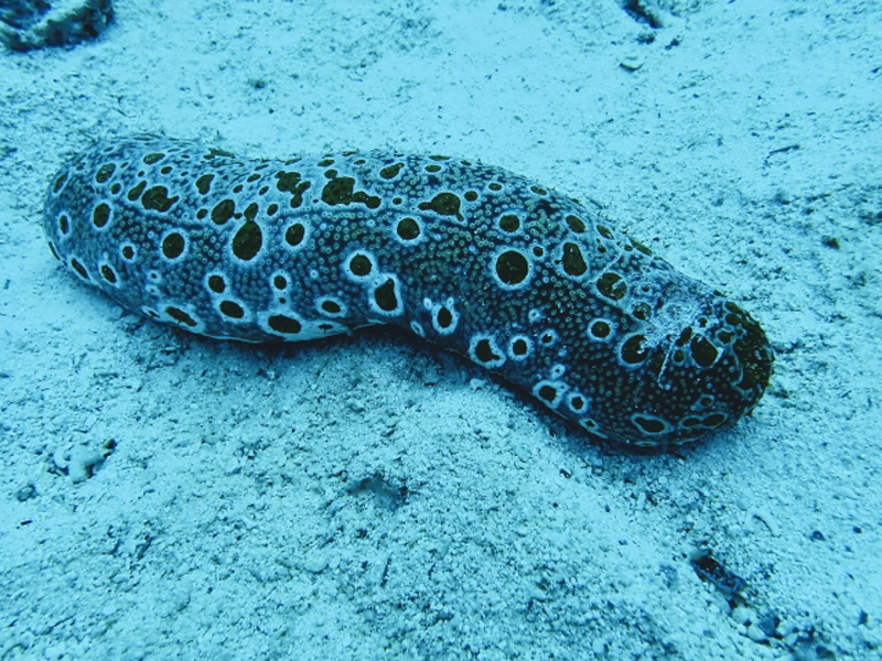 砂底に横たわる黒い斑点模様があるナマコの仲間