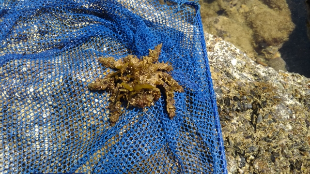 青い網の上に置かれた海藻を纏ったカニの仲間と岩場