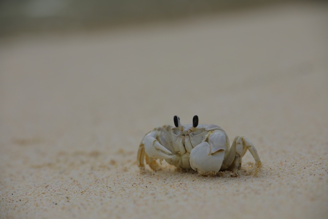 砂浜の上でハサミを構える白いカニの姿