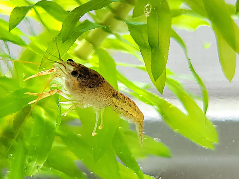 水草に掴まる小型のザリガニと緑色の水草