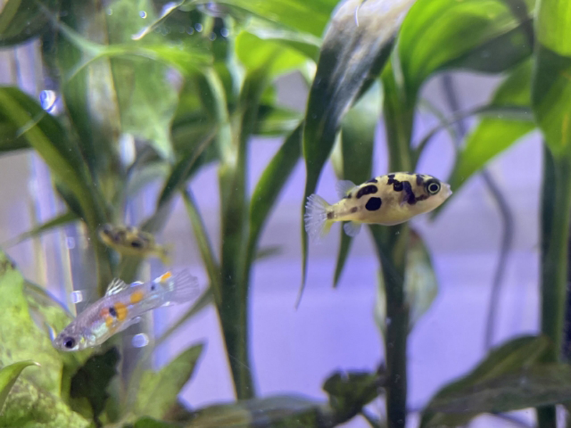 水草の間を泳ぐフグの仲間とグッピーの姿