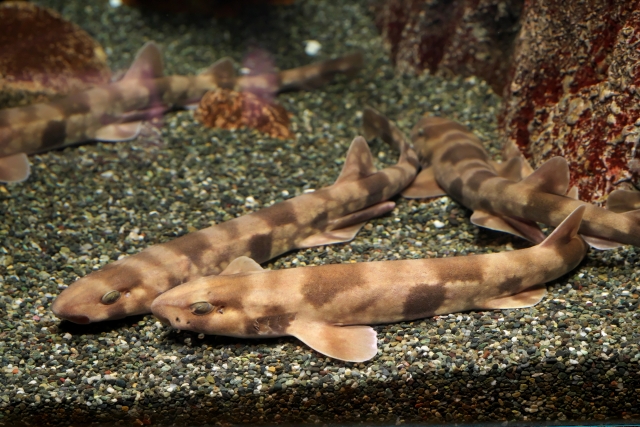 砂利の上に集まる縞模様のサメの仲間たち