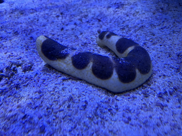 青い照明下の底砂に横たわる黒い斑点模様のナマコ