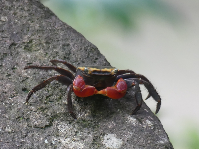 岩の上にいる赤いハサミを持つカニの仲間