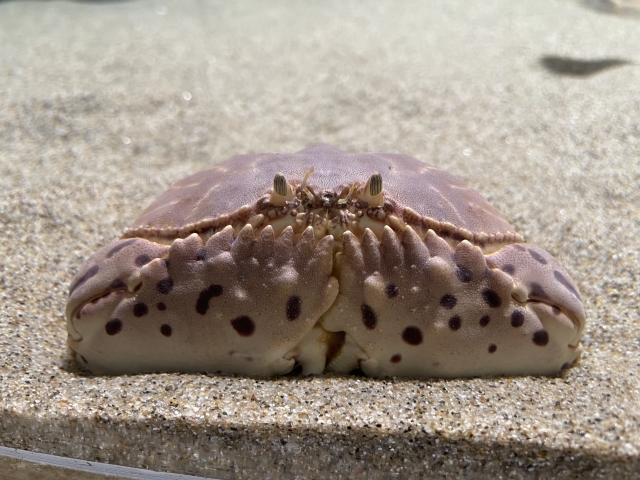 砂の上に潜りハサミを折りたたむカニの仲間