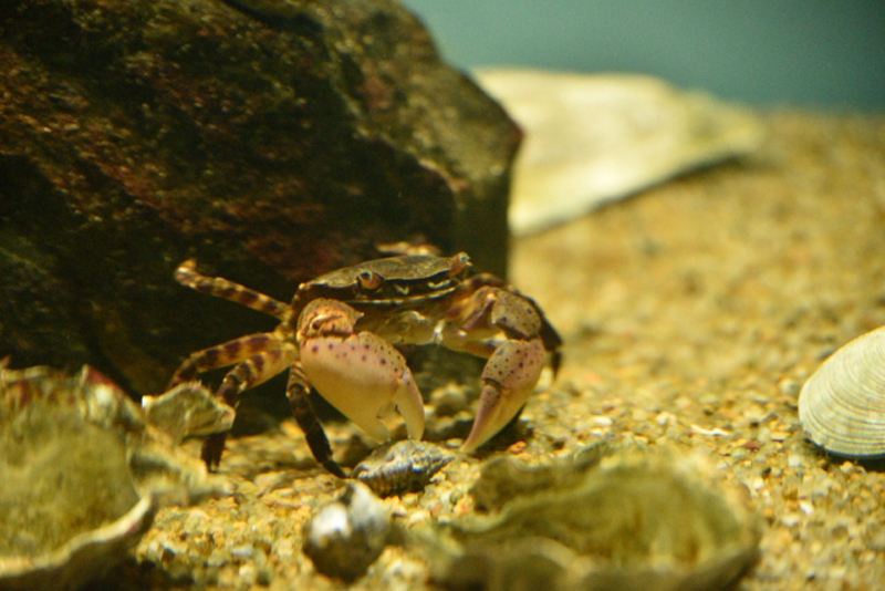 岩陰の砂底にいるハサミの大きなカニと貝殻の破片