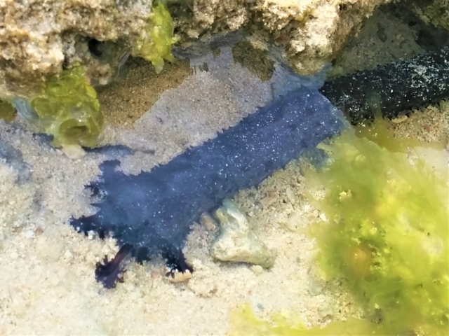 砂地の岩陰に潜む青色のナマコと周囲の海藻や岩の質感