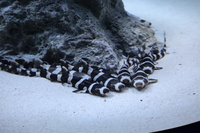 岩陰の白い砂地に集まる白黒縞模様のサメの仲間群れ