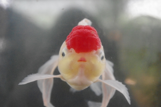 頭部が赤い肉瘤で覆われた白い金魚の正面写真