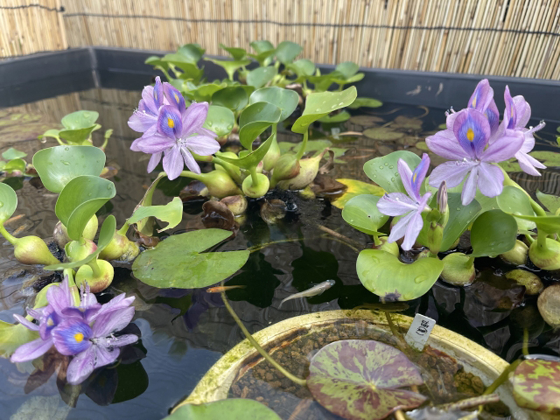 薄紫の花が咲くホテイアオイと泳ぐメダカのビオトープ