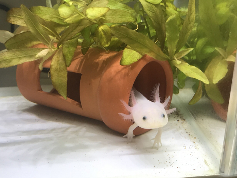 土管から顔を出すウーパールーパーと水槽内の水草